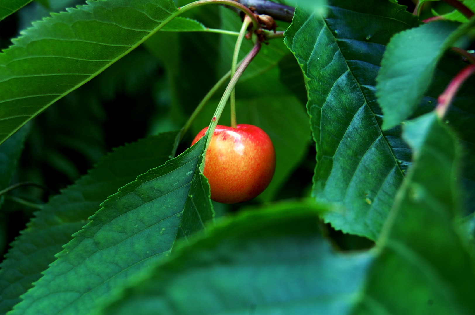 Cerise du jardin