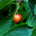 Cerise du jardin