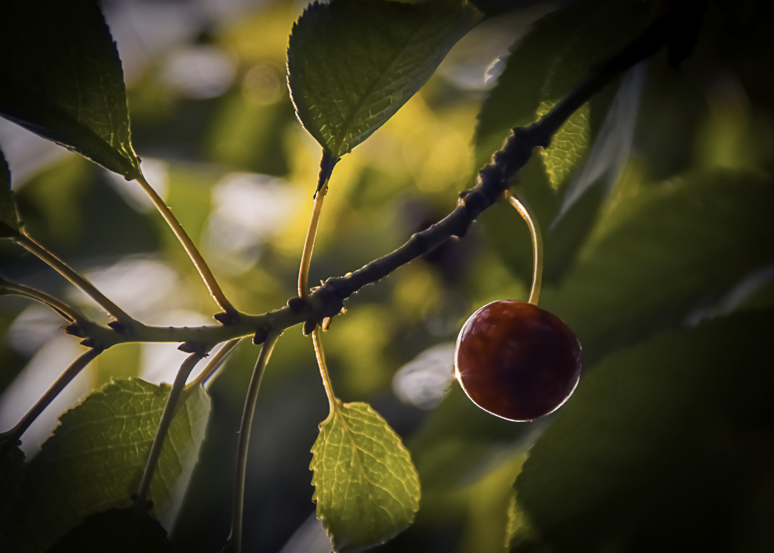 cerise en contre Contre jour 