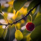 cerise en contre Contre jour 