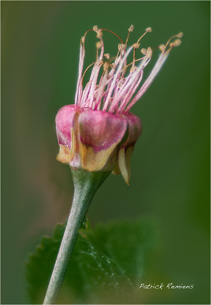 cerise je deviendrai