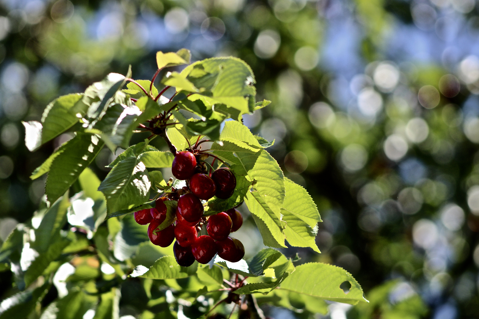 ... cerises !!!...