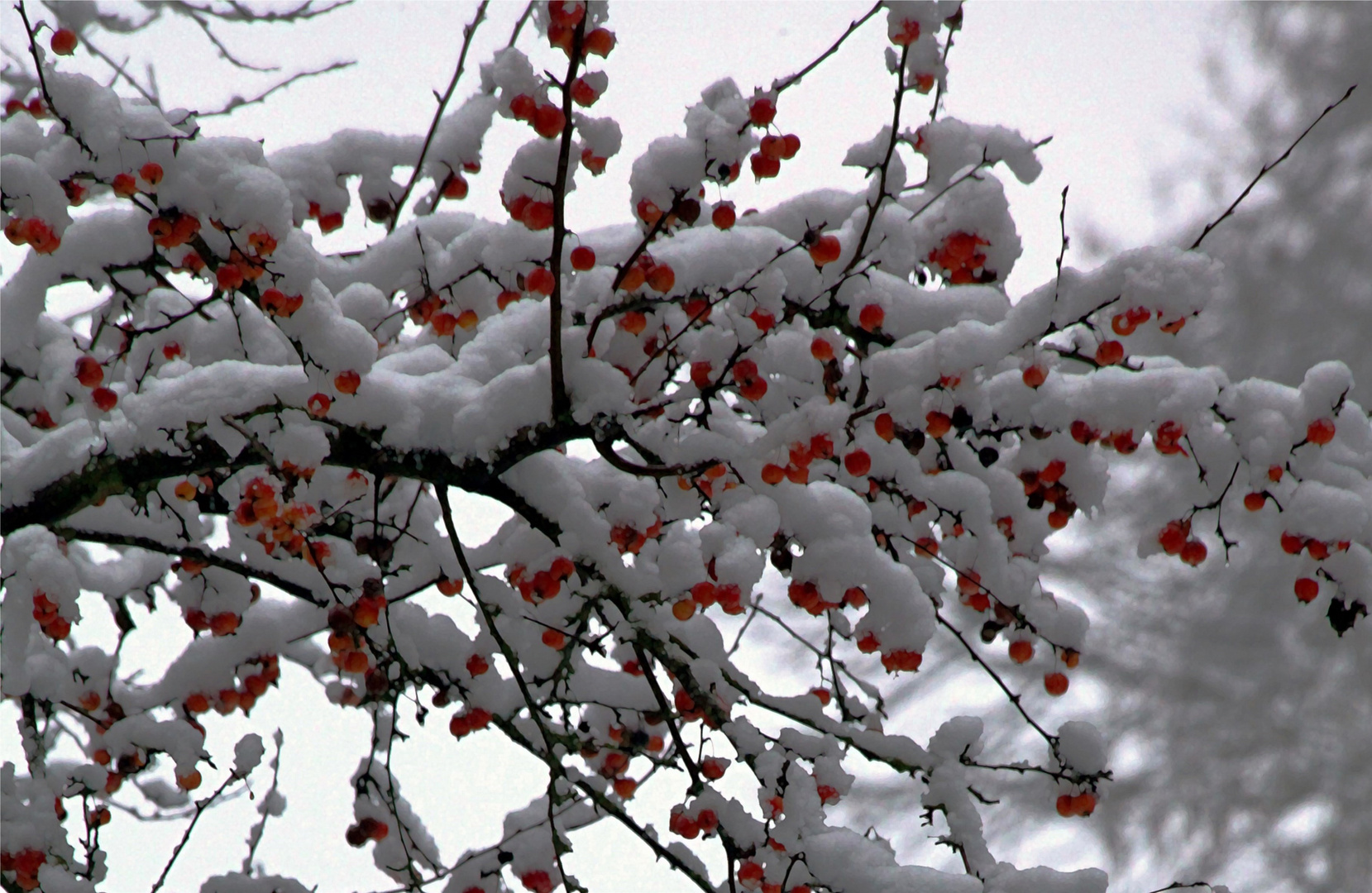 CERISES CONFITES