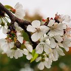 Cerises en devenir