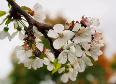 Cerises en devenir