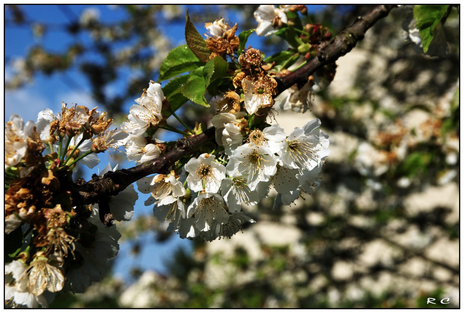 Cerises en devenir...