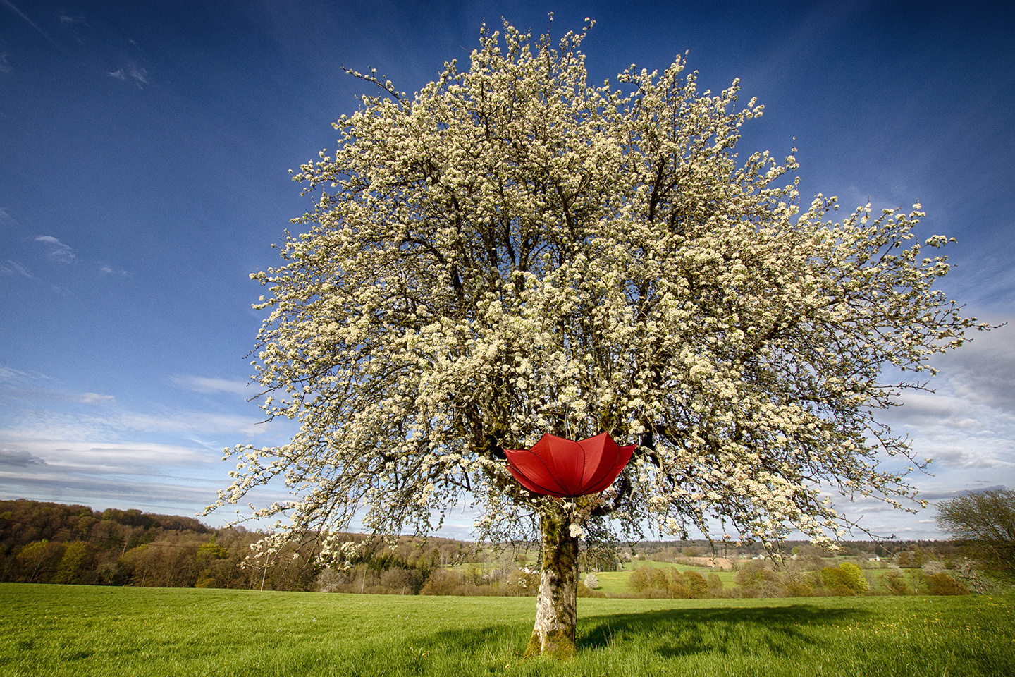 Cerises et compagnie