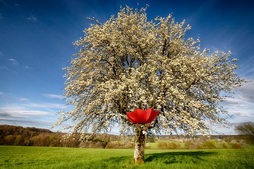 Cerises et compagnie