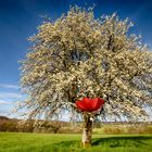 Cerises et compagnie