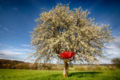 Cerises et compagnie