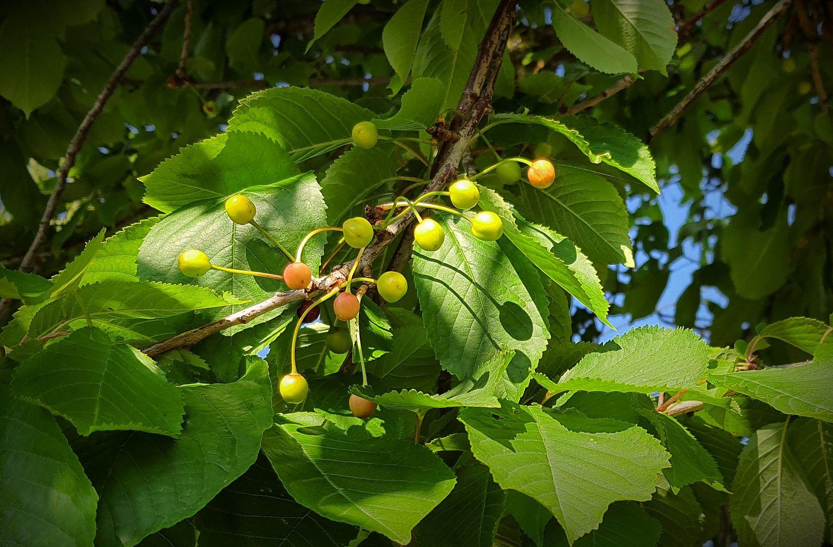 Cerises naissantes / Bretagne