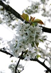 cerisier (2)