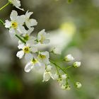 cerisier à grappes