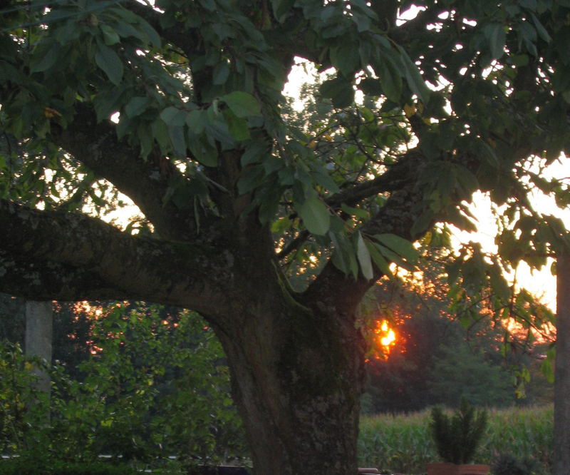 Cerisier à la lumiere du soir