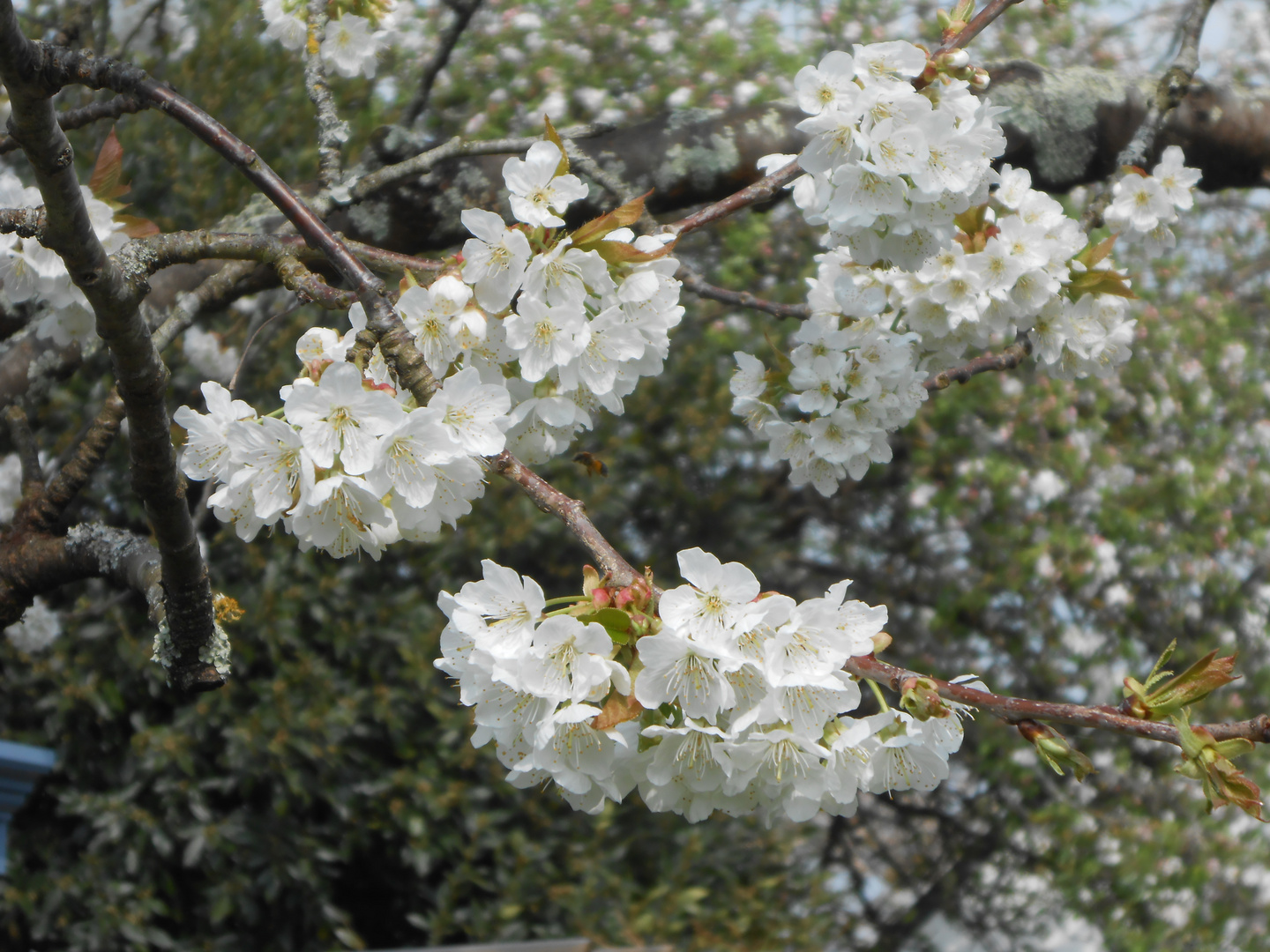 Cerisier au printemps