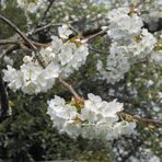 Cerisier au printemps