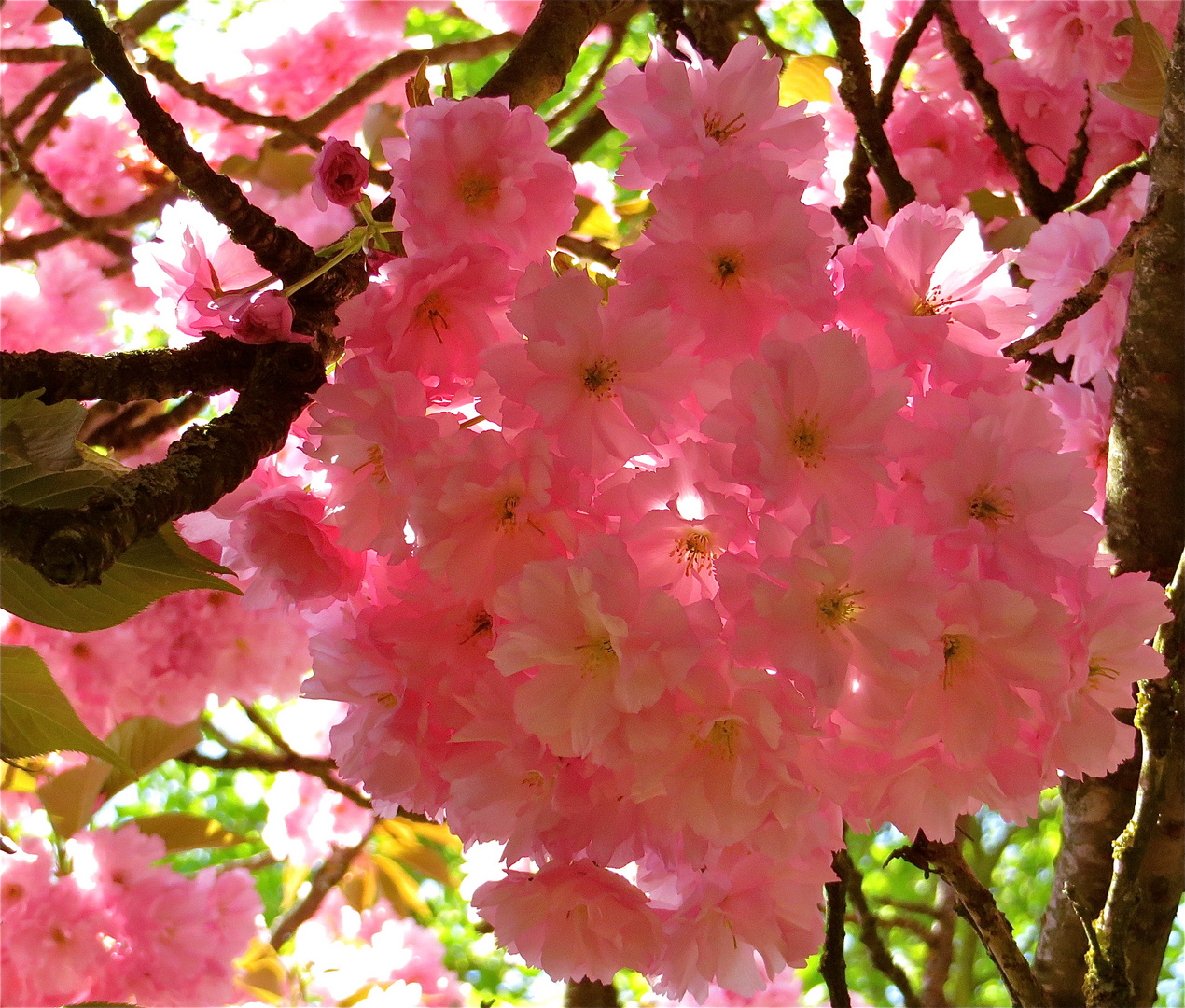 ...cerisier du japon !!!...