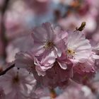 Cerisier du Japon 