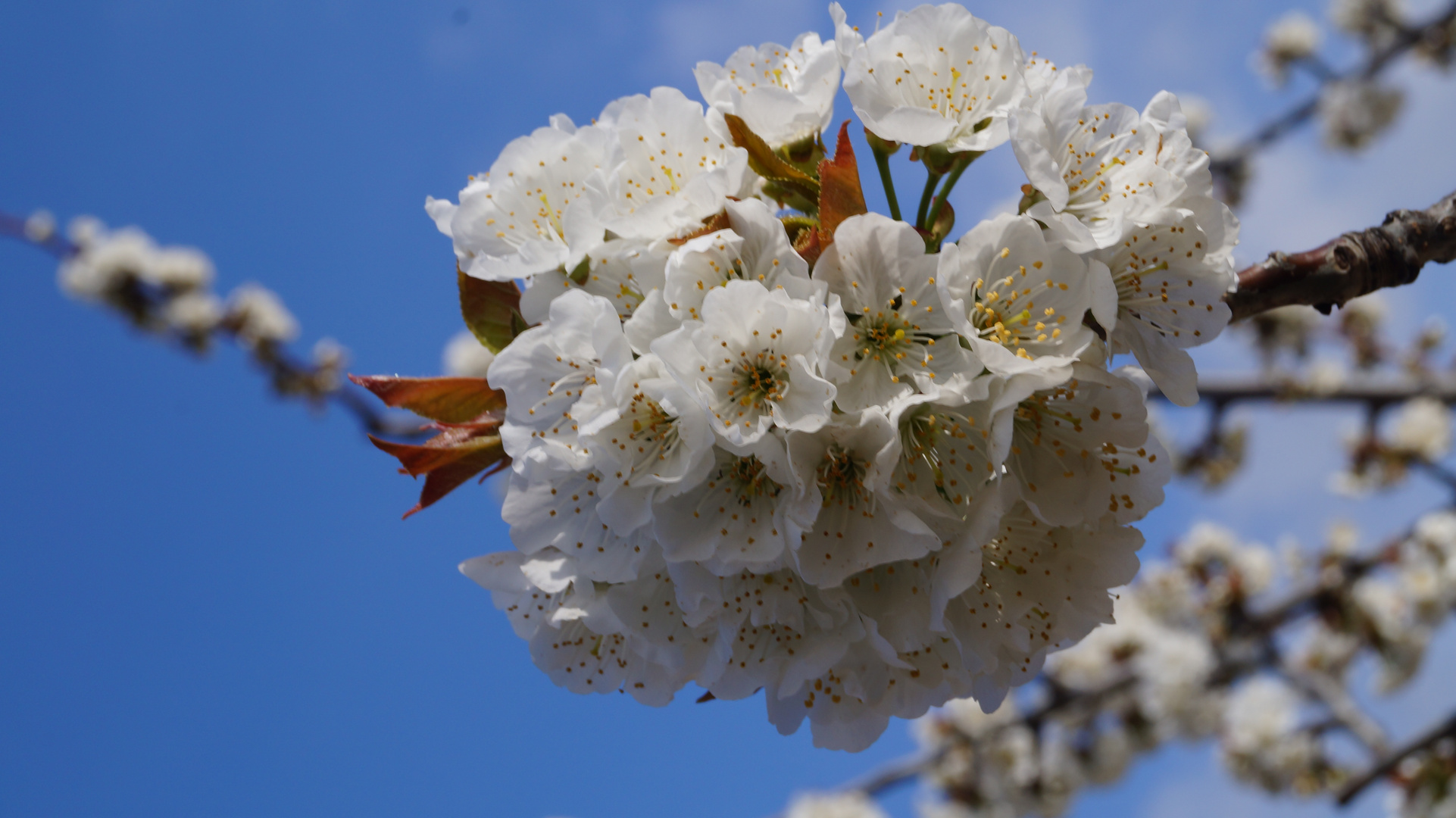 cerisier en fleur