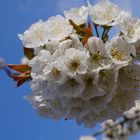 cerisier en fleur