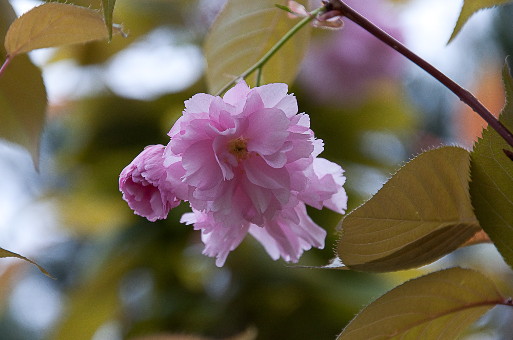 Cerisier en fleur