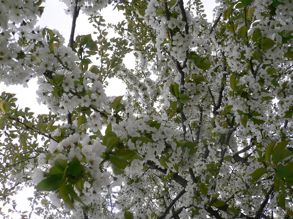 Cerisier en fleur...