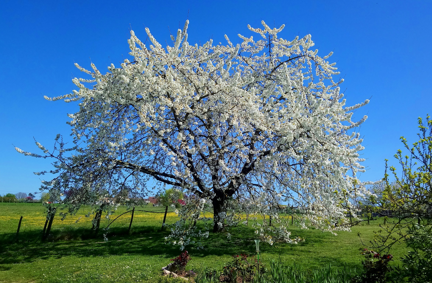 cerisier en fleur