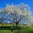 cerisier en fleur