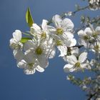 Cerisier en fleur.