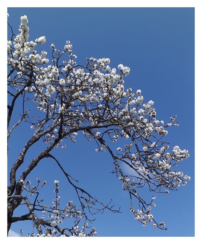 cerisier en fleurs