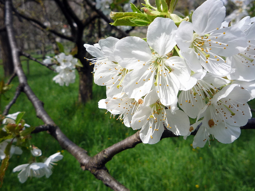 cerisier en fleurs