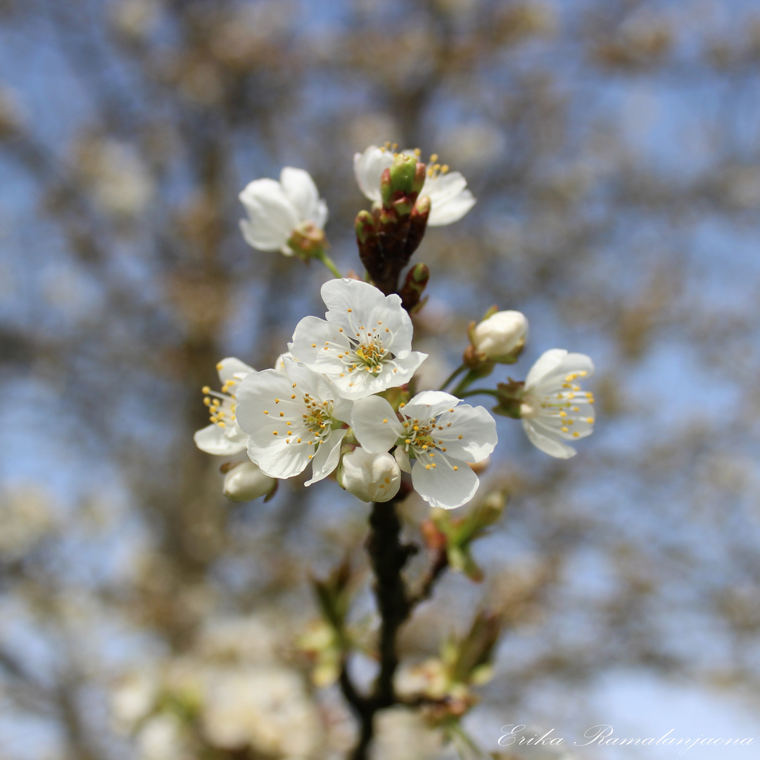 Cerisier en fleurs