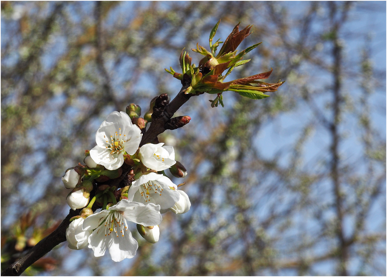  Cerisier en fleurs