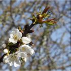  Cerisier en fleurs