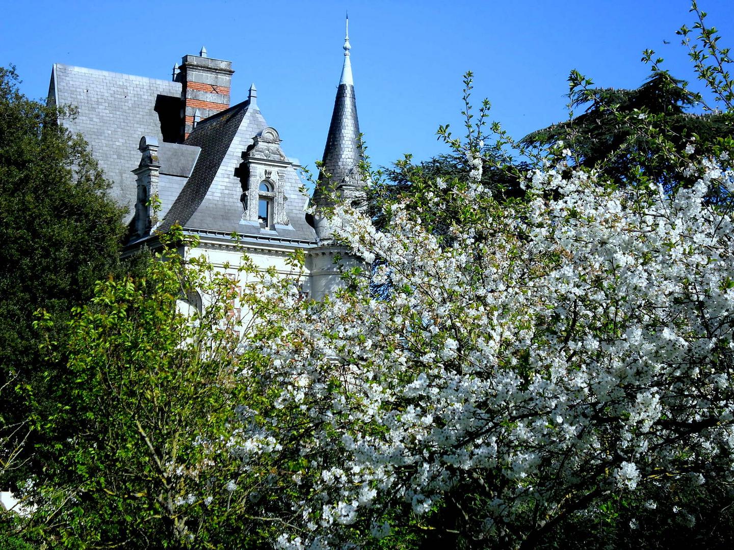 cerisier en fleurs