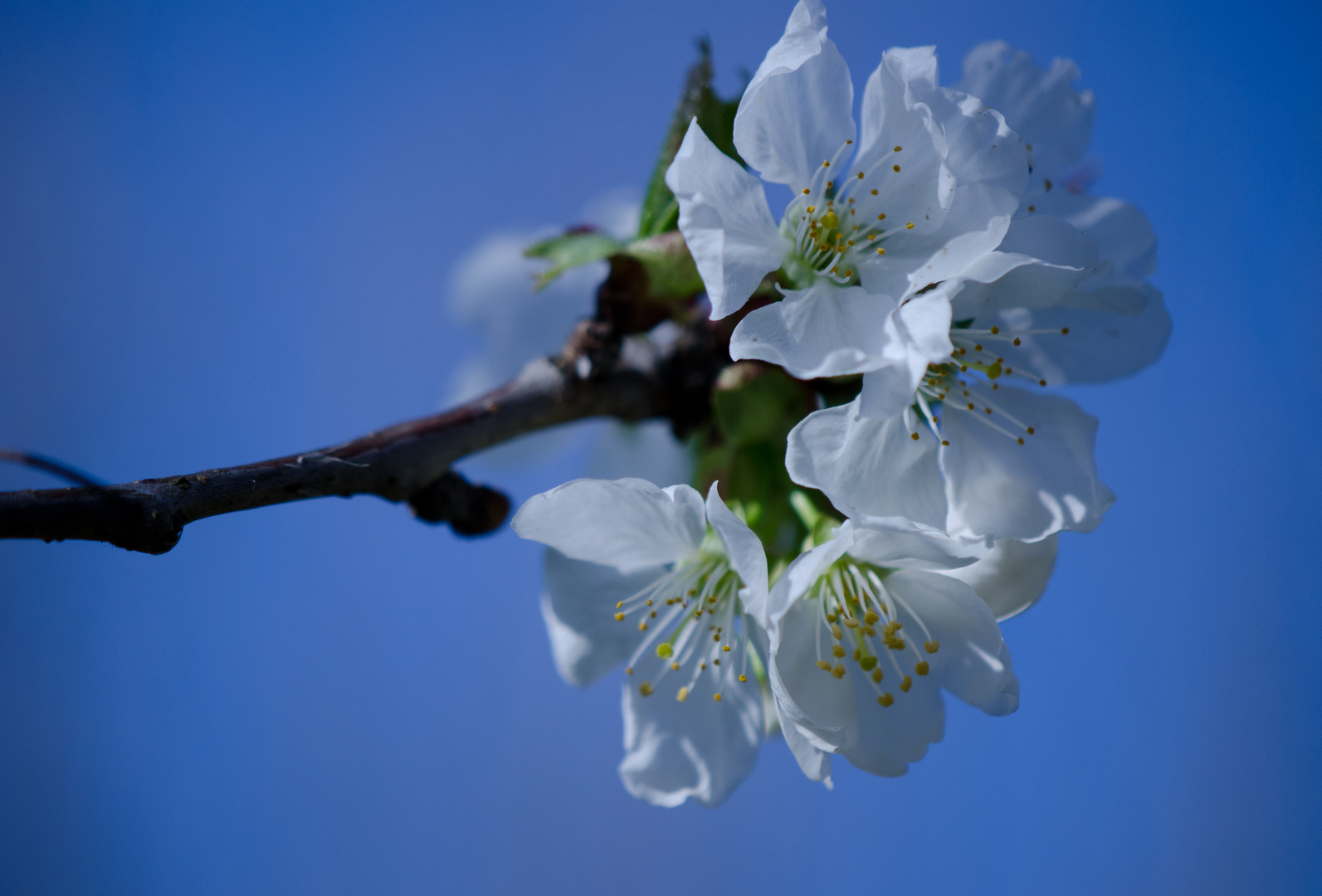 cerisier en fleurs