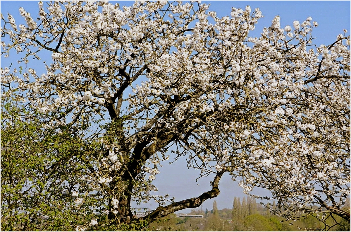 cerisier en fleurs