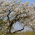 cerisier en fleurs