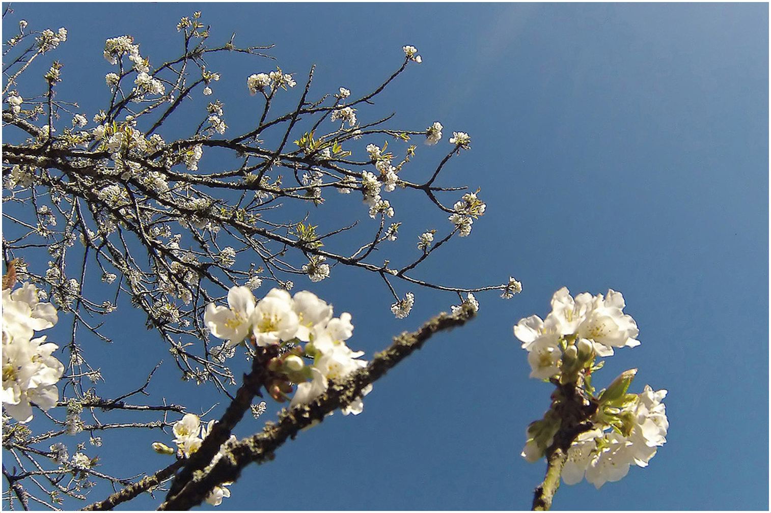 Cerisier en fleurs   --   Kirschblüten