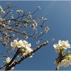 Cerisier en fleurs   --   Kirschblüten