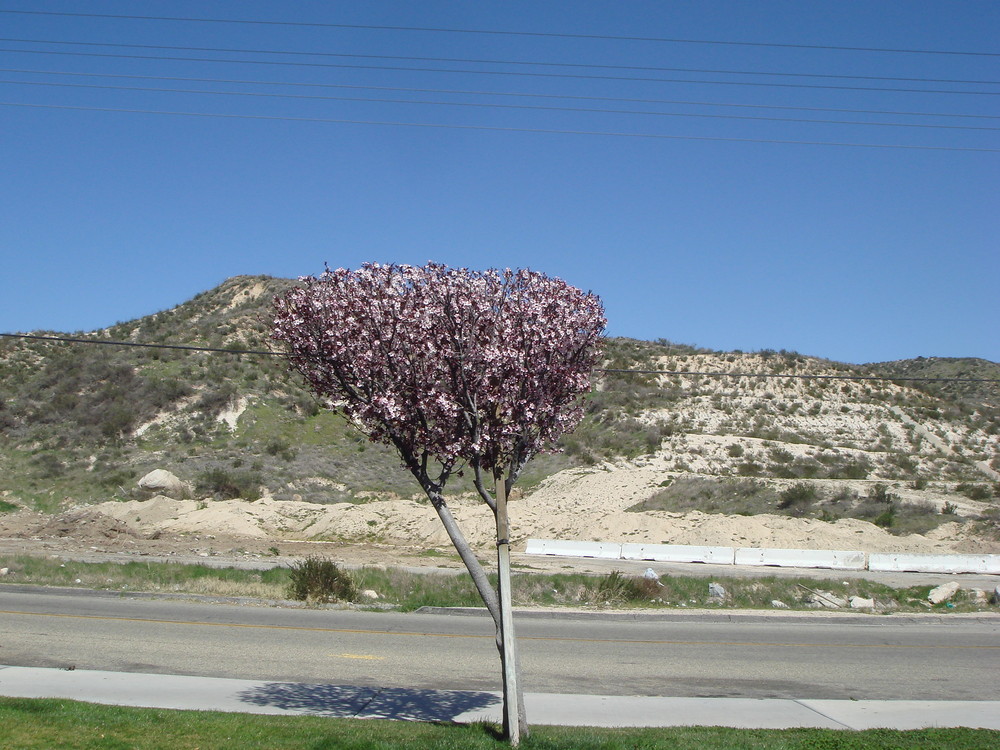 Cerisier sur la route de Las Vegas