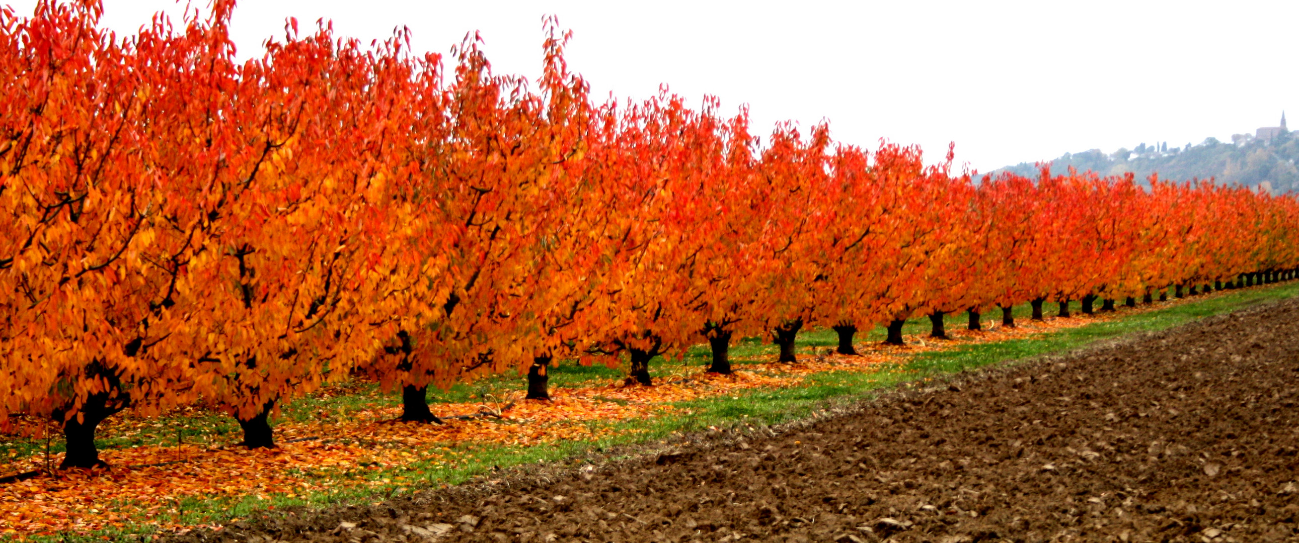 Cerisiers d'automne