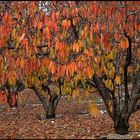 CERISIERS EN AUTOMNE N°3 PHOTO DE BASE