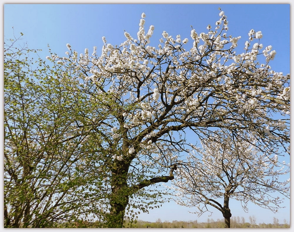 cerisiers en fleurs