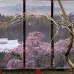 Cerisiers en fleurs à Fukushima… malgré tout