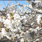 CERISIERS EN VENTOUX (14)