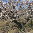 CERISIERS EN VENTOUX (4)