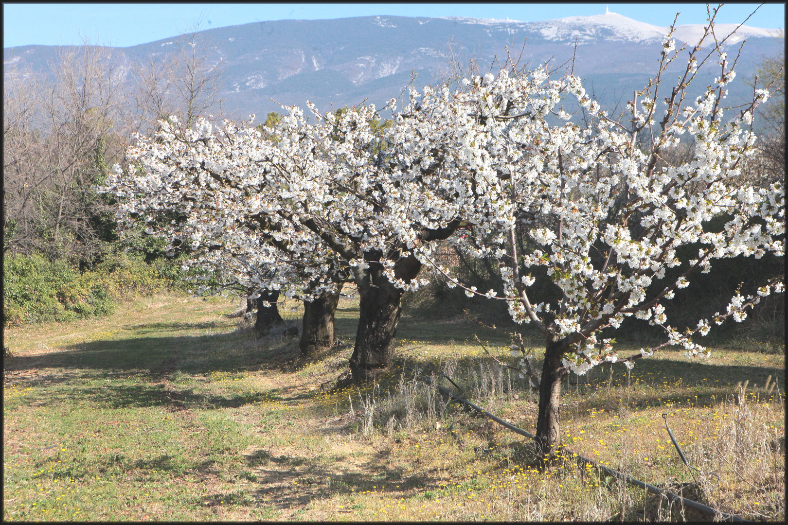 CERISIERS EN VENTOUX (9)