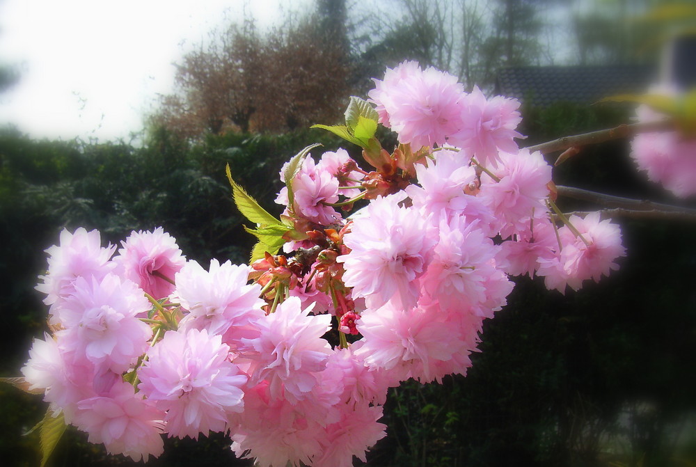 cerisiers roses et pas de pommiers blancs