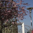 cerisiers sur la défense